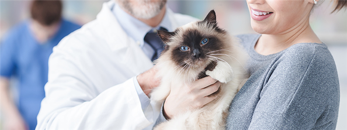 Veterinarian with patient